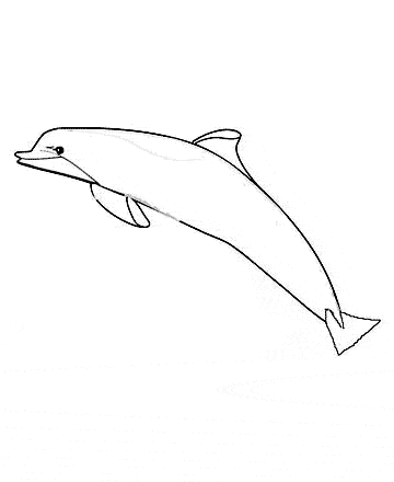 Dolphin Coloring Pages on This Amazon River Dolphin Color Page   More Animal Coloring Pages