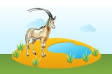 oryx