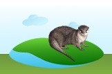 otter