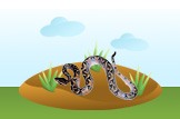 viper
