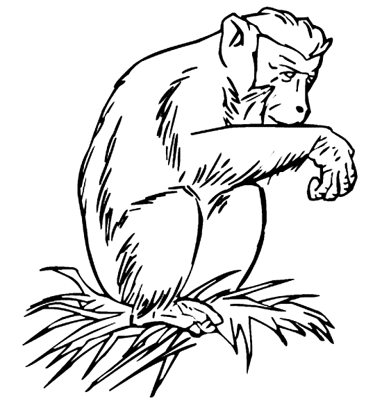 baboon coloring pages - photo #15