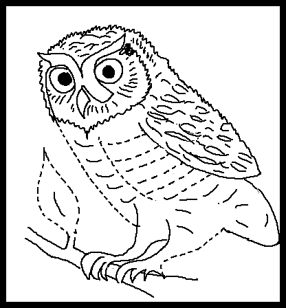  Coloring on Owl Coloring Page   Animals Town   Animals Color Sheet   Barn Owl