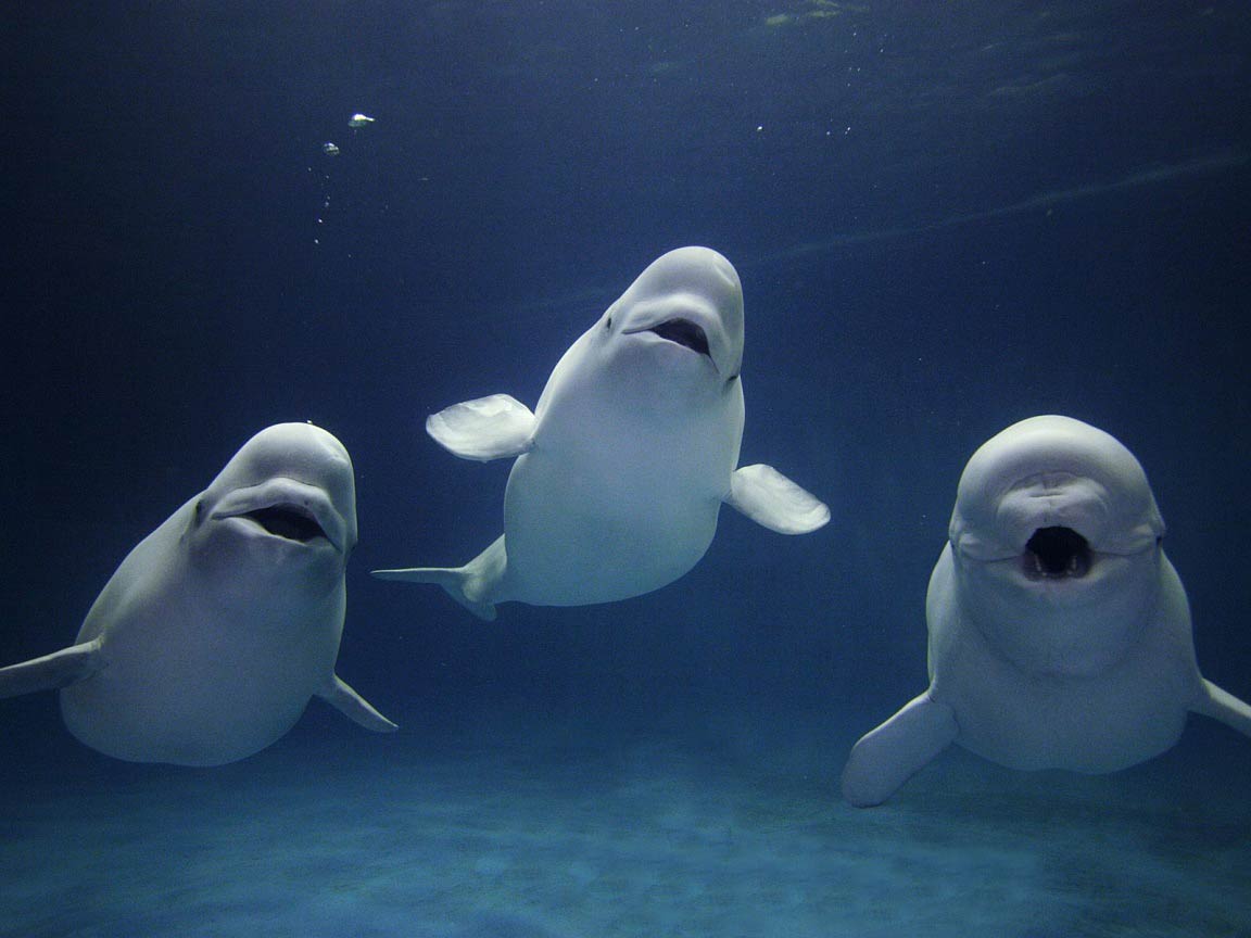Beluga Whale Wallpaper and background - Animals Town