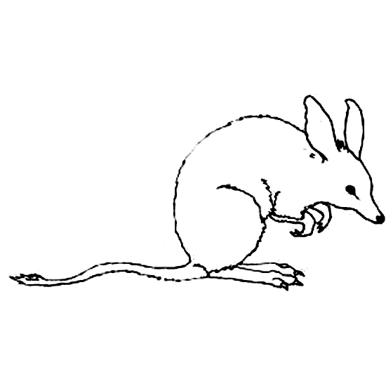 easter bilby coloring pages - photo #12