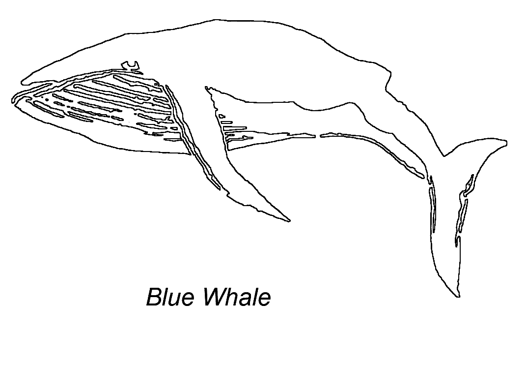 Blue Whale coloring page - Animals Town - animals color sheet - Blue