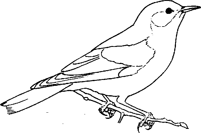 Coloring Pages: BIRD COLORING PAGES