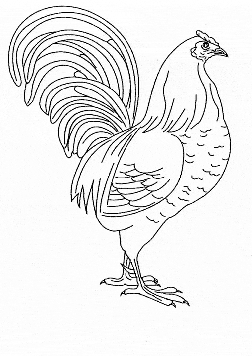 free Chicken coloring