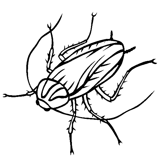  back | print this Cockroach color page | more animal coloring pages