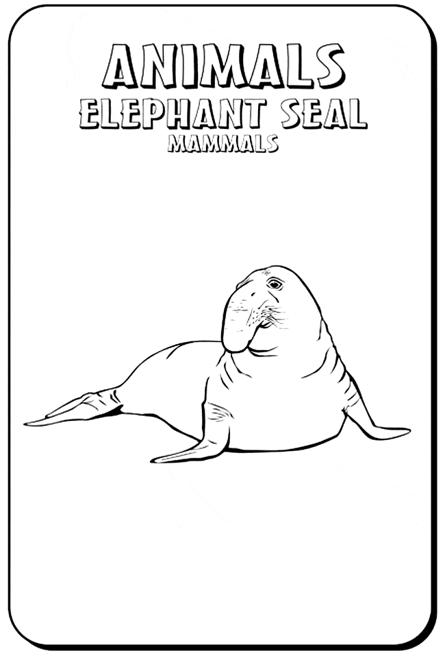 seal wallpaper. free Elephant Seal wallpaper
