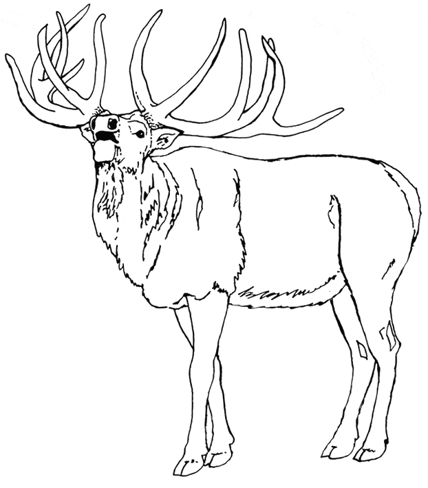 free Elk coloring page