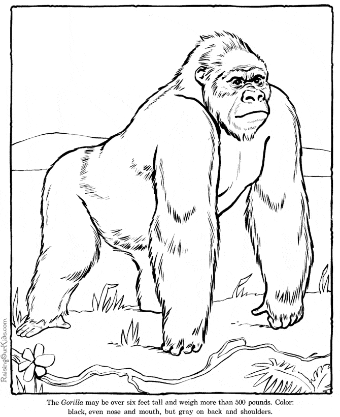 Gorilla coloring page - Animals Town - animals color sheet - Gorilla