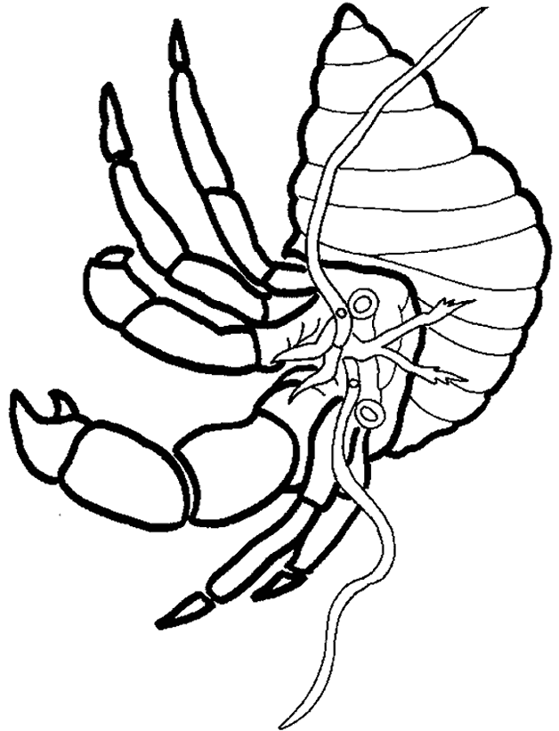 free Hermit Crab coloring page