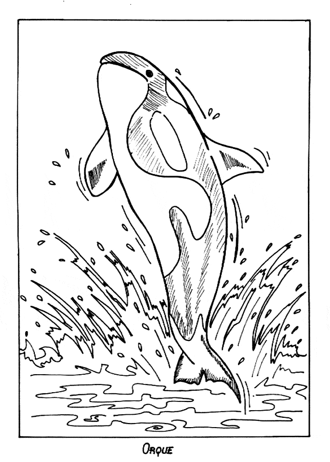 Killer Whale (Orca) Coloring Page - Animals Town - Animal Color Sheets