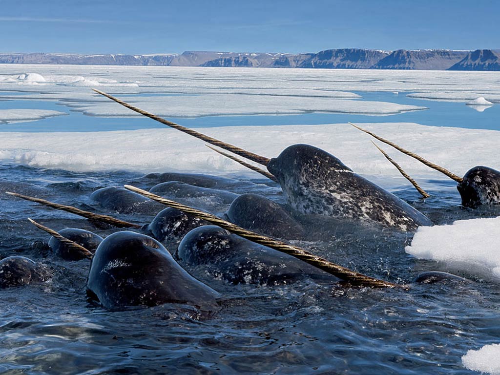 free NARWHAL wallpaper wallpapers download