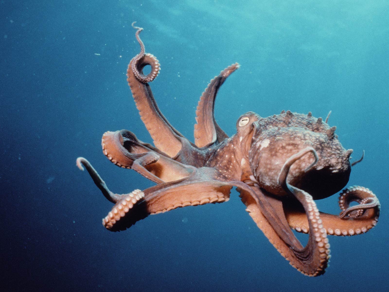 Octopus Swimming