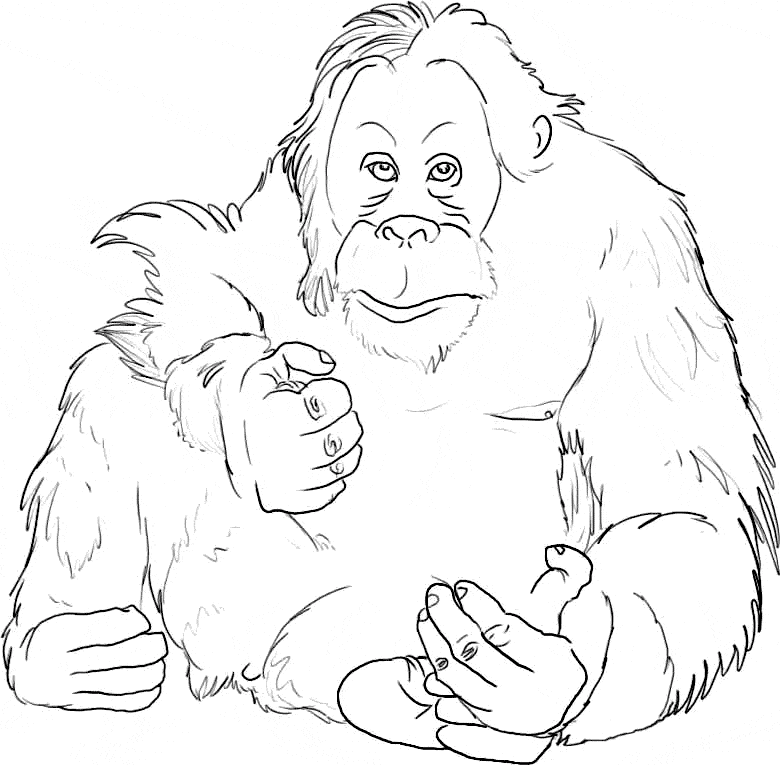 free Orangutan coloring page