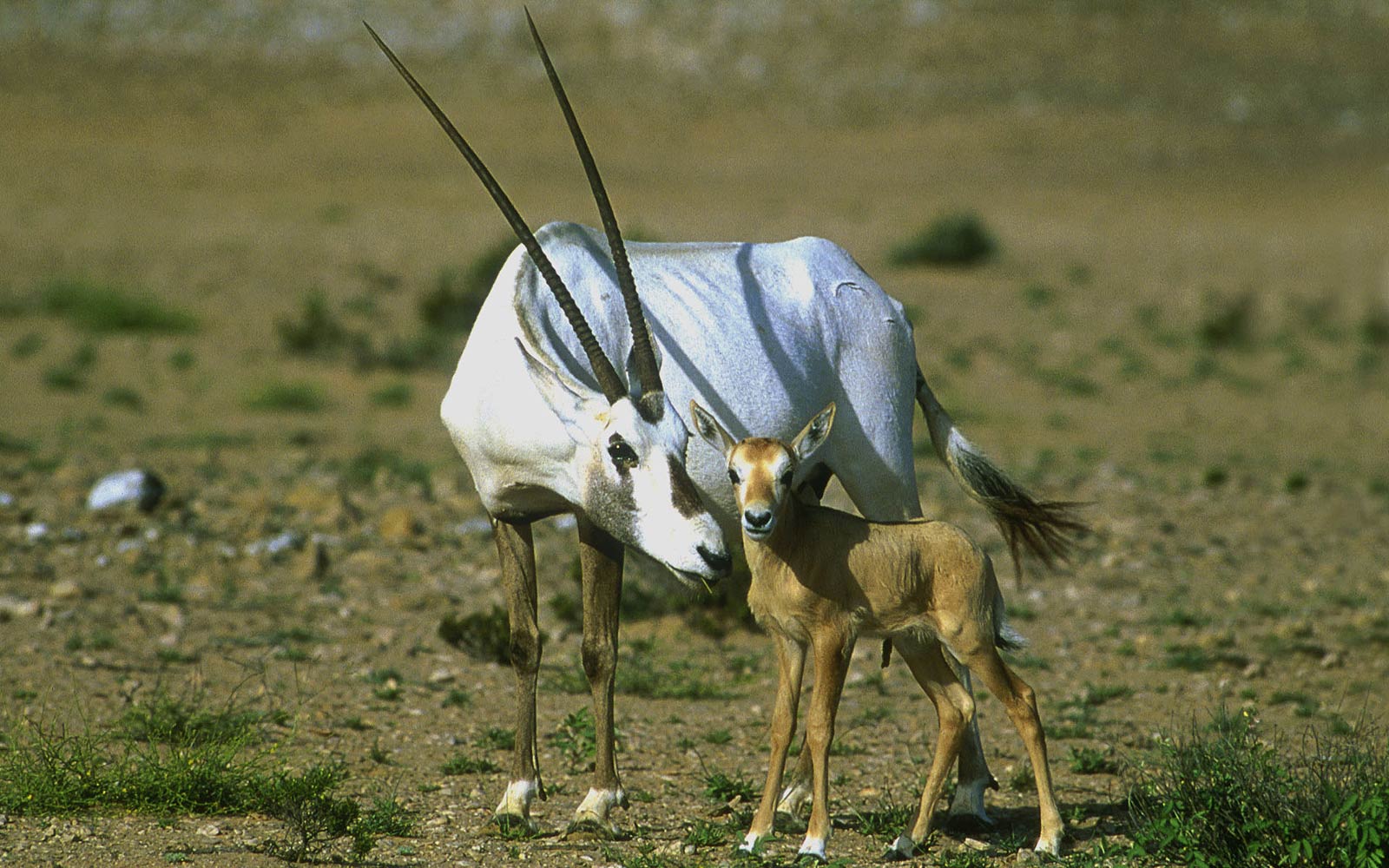 Oryx Animal