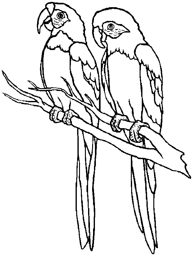 Parrot Coloring