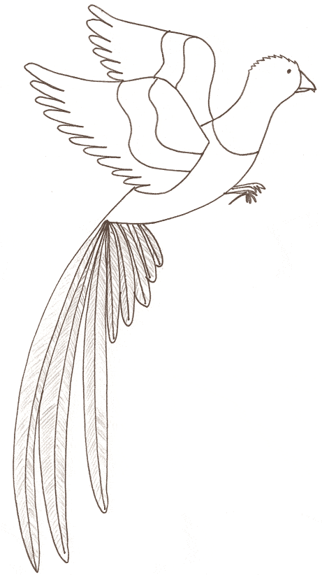 free Quetzal coloring page