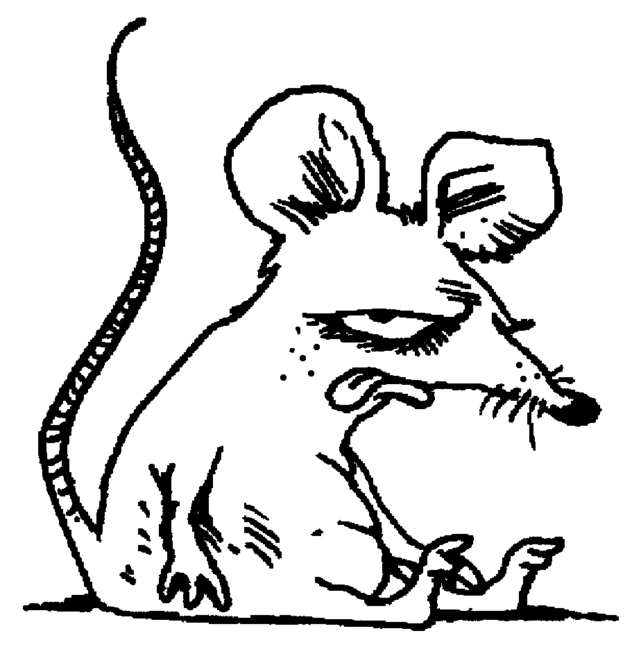 Coloring Rat