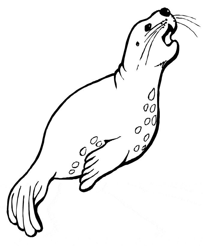 Sea Lion Drawing For Kids