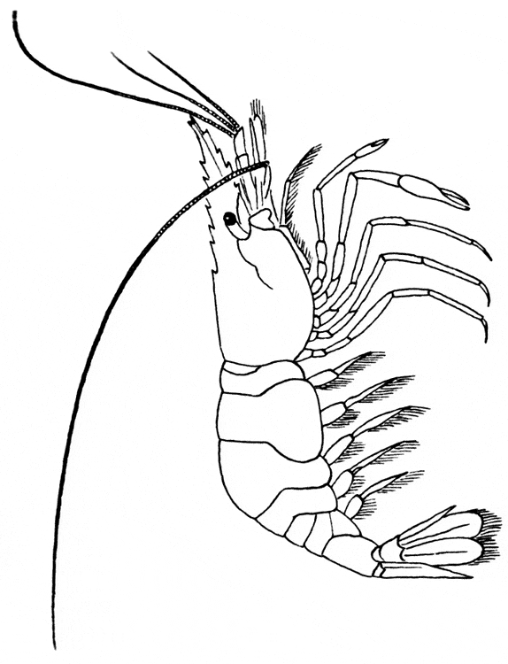 mantis shrimp coloring pages - photo #27
