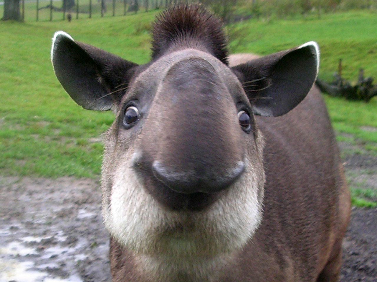 http://animalstown.com/animals/t/tapir/wallpapers/tapir-wallpaper-1.jpg