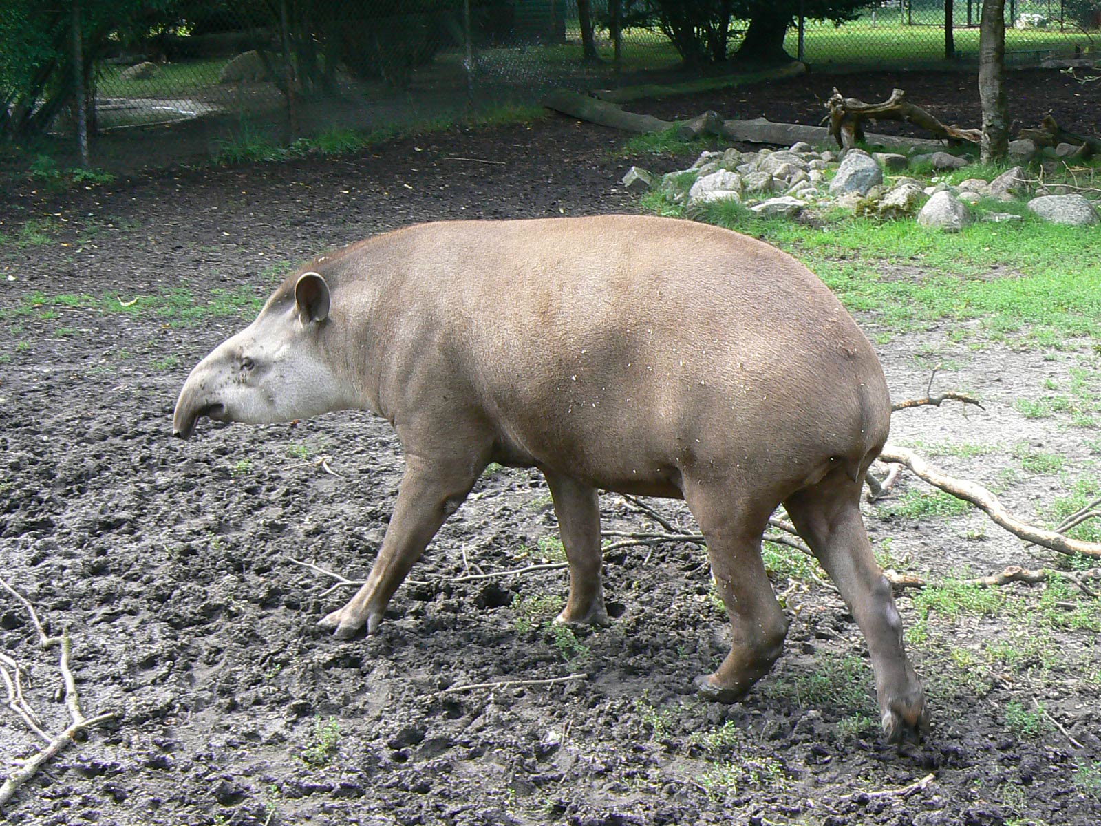 tapir the animal