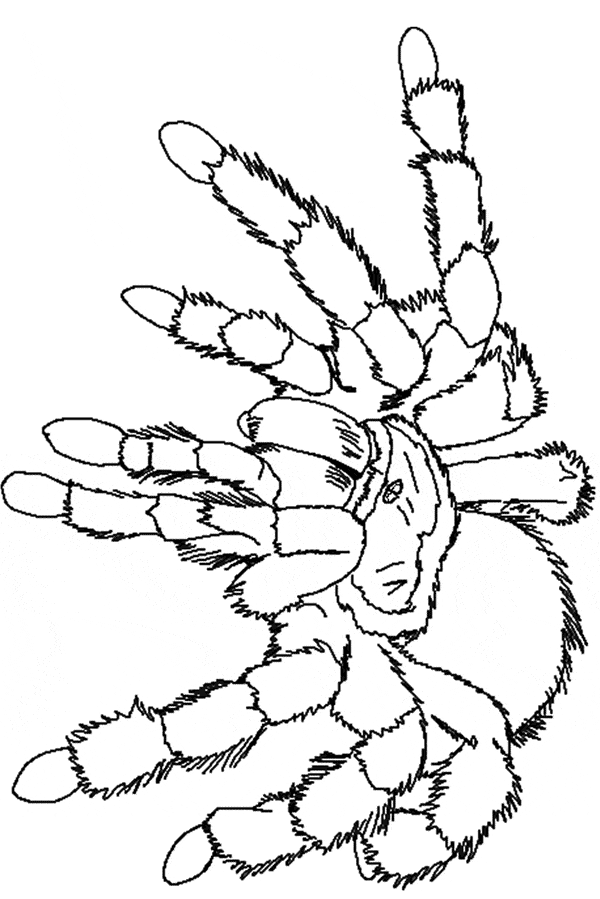 tarantule coloring pages - photo #8