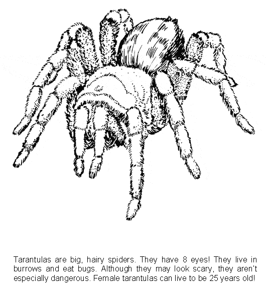 tarantule coloring pages - photo #15