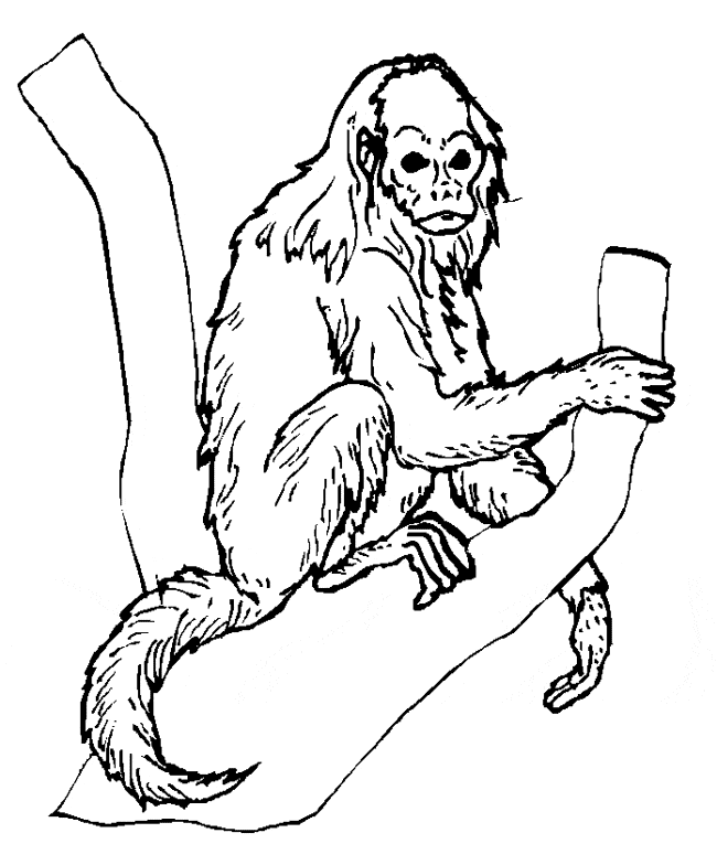 uakari coloring pages - photo #7