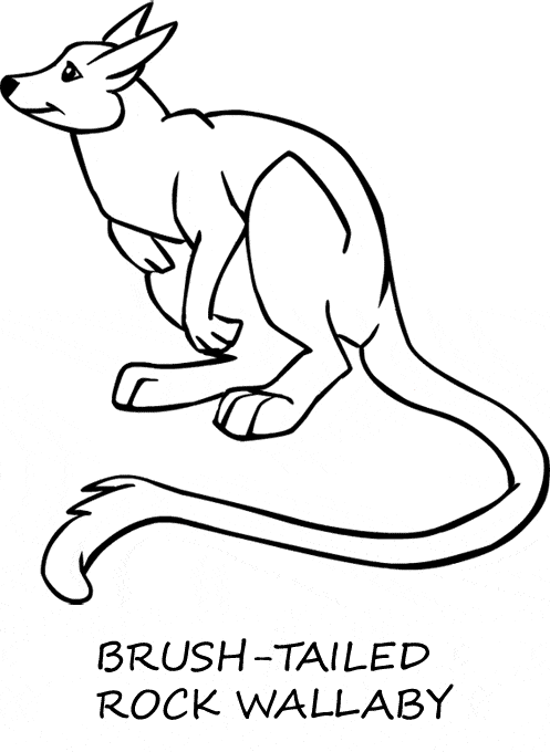 wallaby coloring pages - photo #6