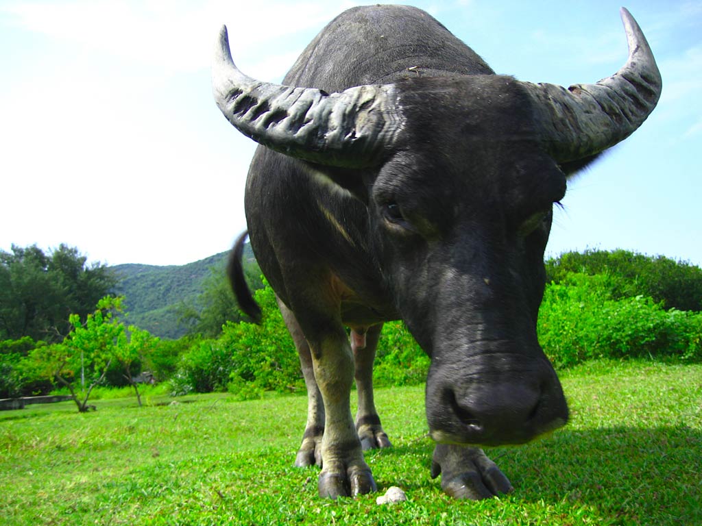 free Water Buffalo wallpaper wallpapers download