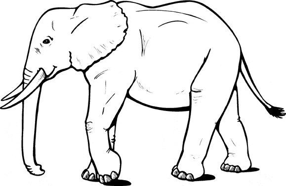 Elephant Animal Coloring Page Blog Coloring Pages Perfect