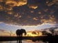 free african elephant wallpaper