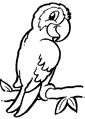 African Grey Parrot coloring pages