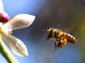 Africanized bee wallpaper