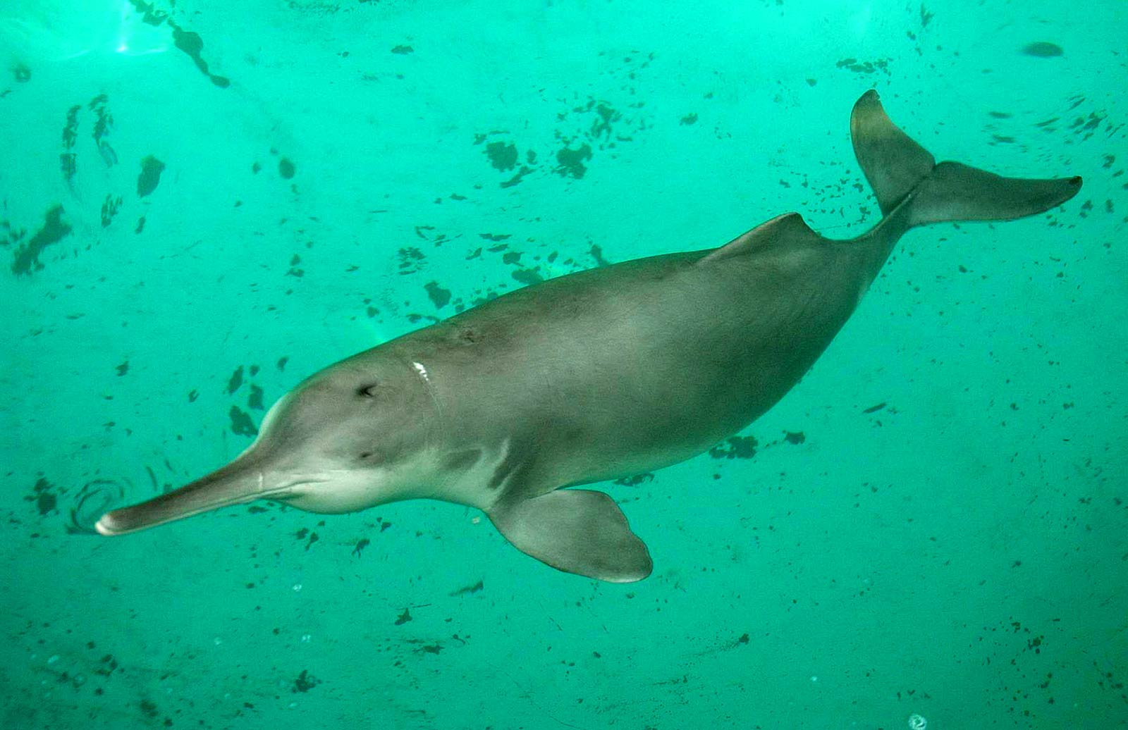 amazon river dolphin