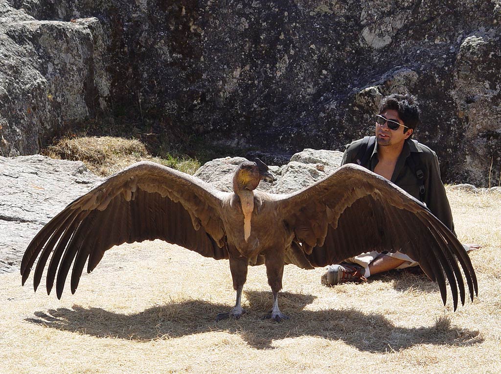 andean condor wingspan