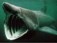 Basking Shark picture