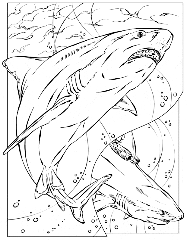 basking shark coloring page  animals town  animals color