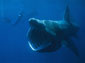 Basking Shark wallpaper