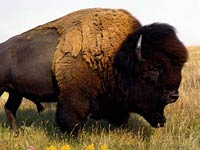 Buffalo image