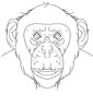 Chimpanzee - Animals Town