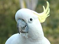 a cockatoo