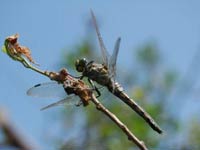 Dragonfly picture