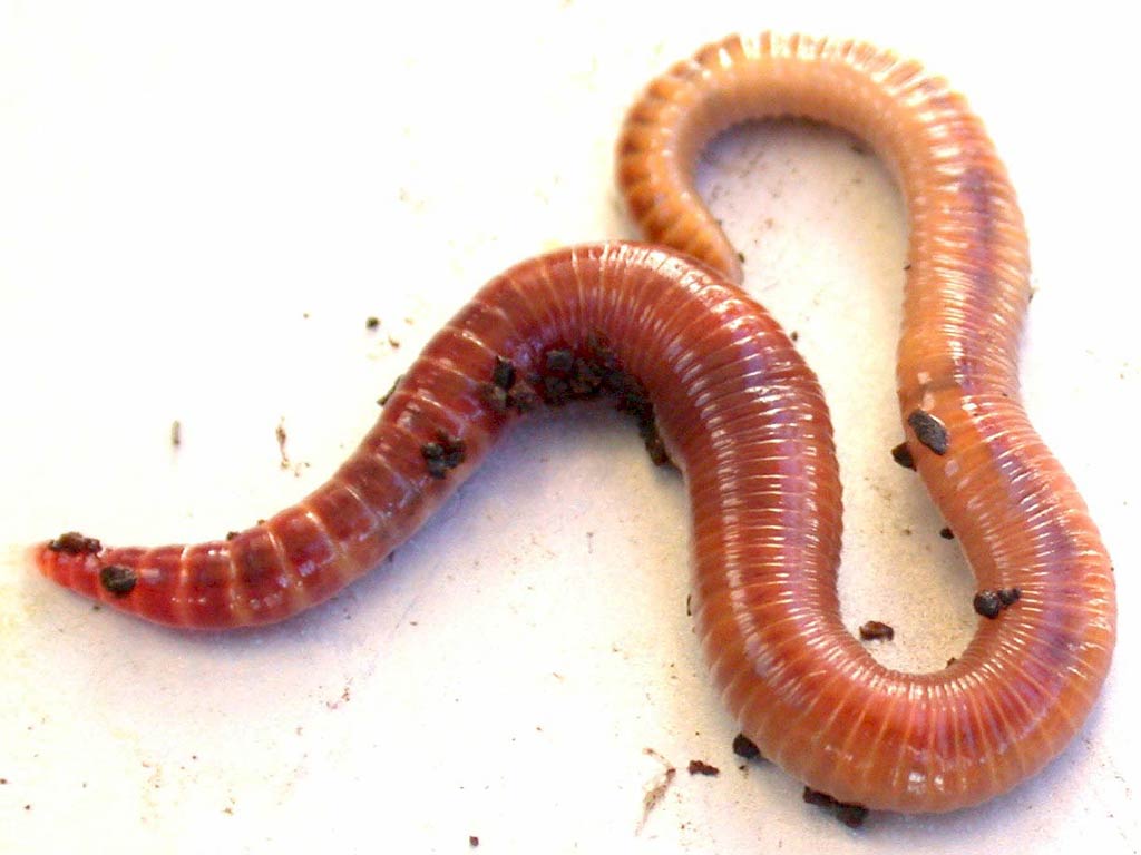 download largest earthworm