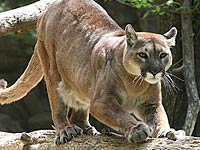 eastern cougar scientific name