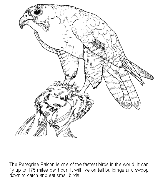 Download Falcon coloring page - Animals Town - Animal color sheets Falcon picture