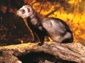 free ferret wallpaper